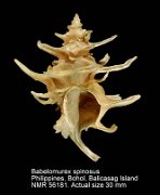 Babelomurex spinosus (2)